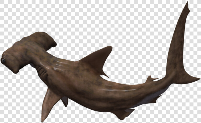 Hammerhead Shark No Background   Png Download   Bronze Hammerhead Shark  Transparent PngTransparent PNG