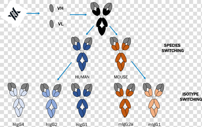 Expertise Working With A Wide Range Of Antibody Formats   HD Png DownloadTransparent PNG