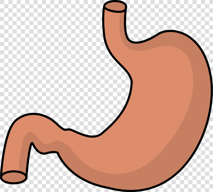 Stomach Clipart  HD Png DownloadTransparent PNG