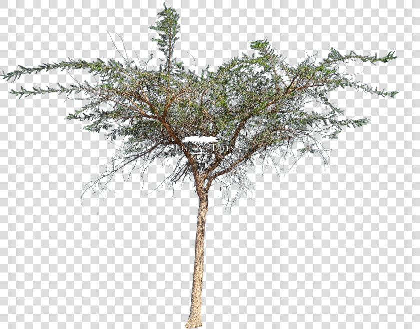 Vachellia Xanthophloea Png  Transparent PngTransparent PNG