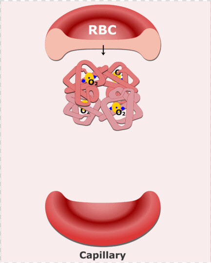 Hemoglobin Molecules In An Rbc Animation Slide   Blood Function Cartoon  HD Png DownloadTransparent PNG