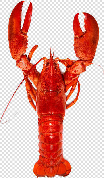 Lobster Png Free Background   Lobster Benefits  Transparent PngTransparent PNG