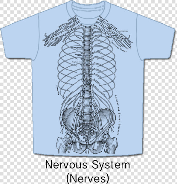 Nerves   Nervous System T Shirt  HD Png DownloadTransparent PNG