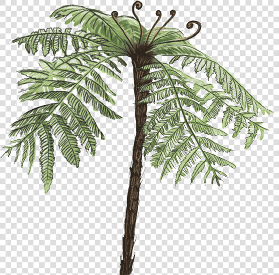 Tree Fern Png   Png Download   Tree Fern Png  Transparent PngTransparent PNG