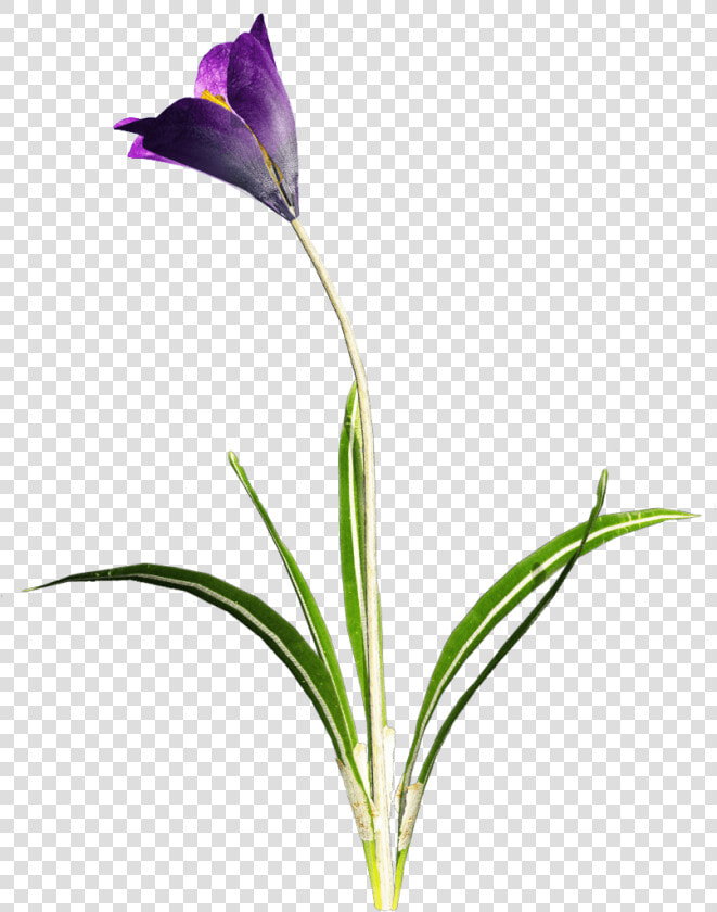 Azafrán Flor Morada   Crocus Png  Transparent PngTransparent PNG