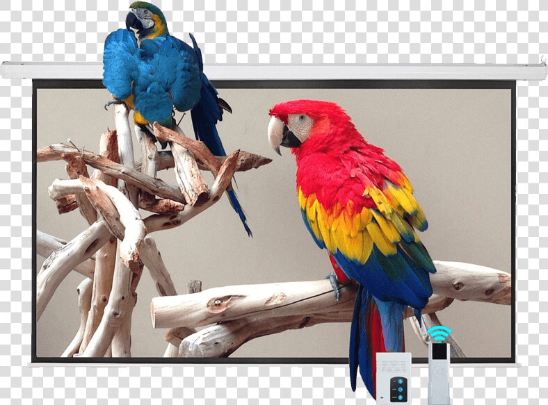 Projection Screen In Which Parrots Images Are Being   Parrot Bed  HD Png DownloadTransparent PNG