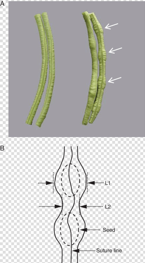 Difference Between Seed And Pod  HD Png DownloadTransparent PNG