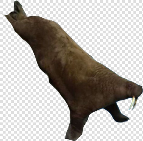 Elephant Seals  HD Png DownloadTransparent PNG