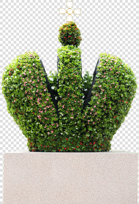 St   Petersburg Gardens   Houseplant  HD Png DownloadTransparent PNG