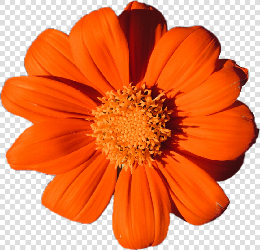  orange  flower  plant  aesthetic  petals  colors  tumblr   Orange Flower Png Transparent  Png DownloadTransparent PNG