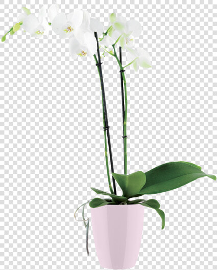 Flowerpot  HD Png DownloadTransparent PNG