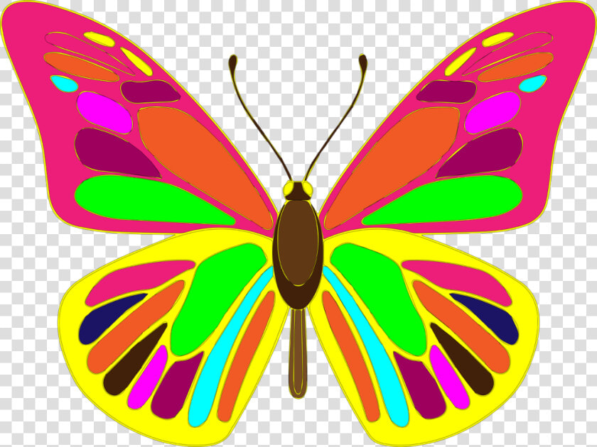 Free Butterfly Vector Art   Butterfly Vector Hd  HD Png DownloadTransparent PNG