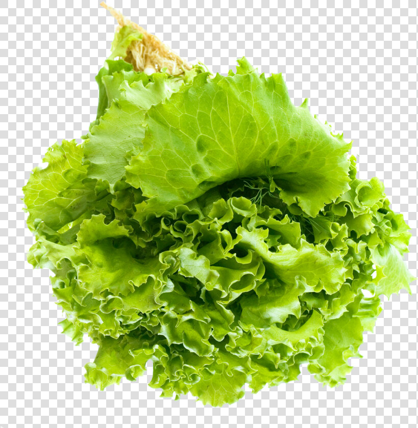 Lettuce Salad Png Transparent   Transparent Background Lettuce Png  Png DownloadTransparent PNG