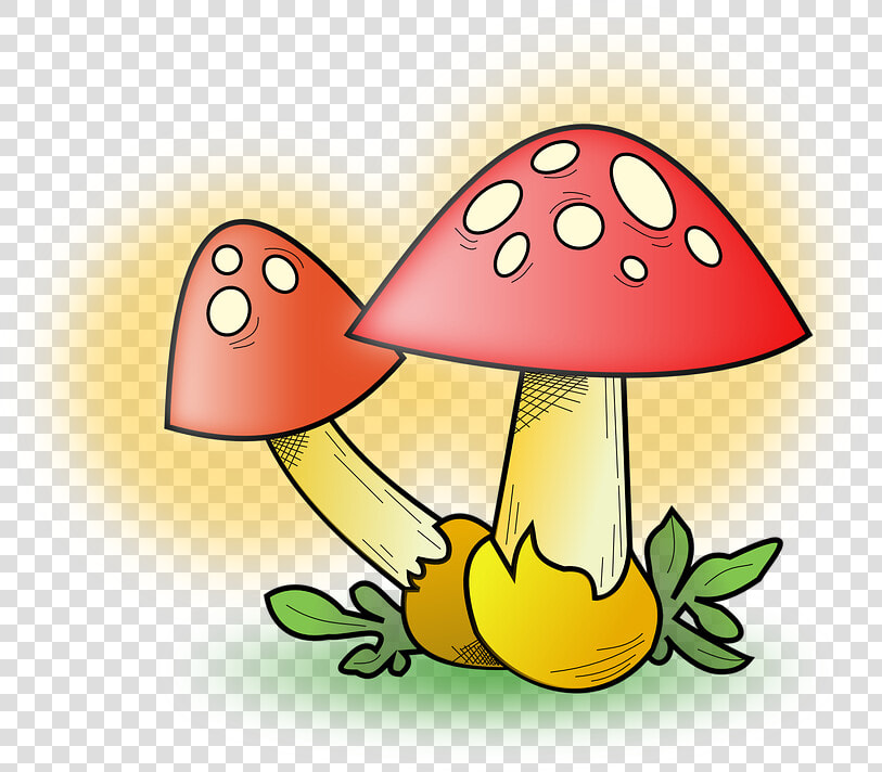 Transparent Mushrooms Png   Fungi Clipart  Png DownloadTransparent PNG