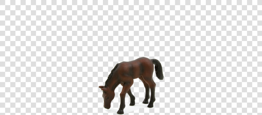 Stallion  HD Png DownloadTransparent PNG