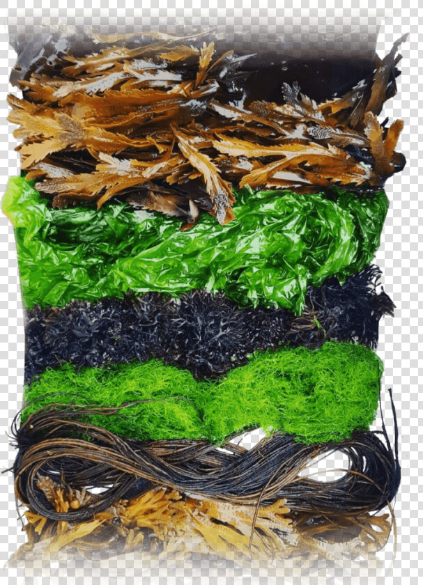 Who Are We Danish Seaweed   Gim  HD Png DownloadTransparent PNG