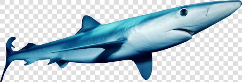 Hungry Shark Fanon Wiki   Blue Shark Png  Transparent PngTransparent PNG