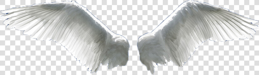 Wing Flight Aile   Angel Wings Png Transparent  Png DownloadTransparent PNG