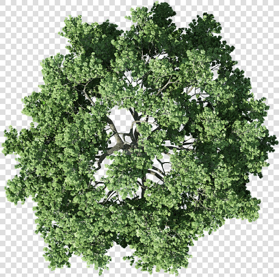 Tree Top View Png   Transparent Background Tree Plan Png  Png DownloadTransparent PNG