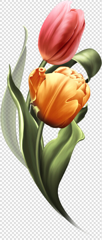 Bring Me Tulips Bring It On  Tulips  Tulips Flowers   HD Png DownloadTransparent PNG