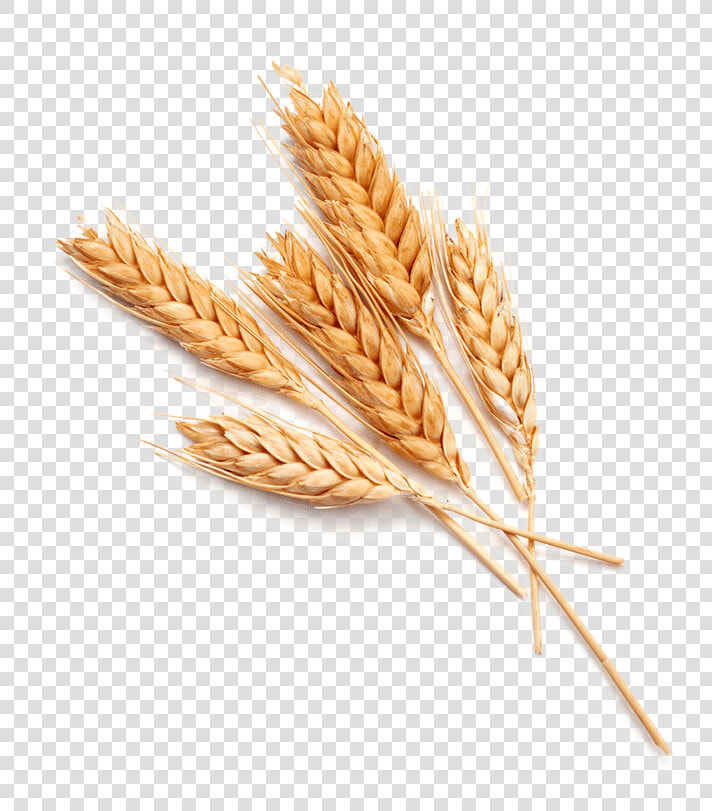 Single Grain Of Wheat  HD Png DownloadTransparent PNG