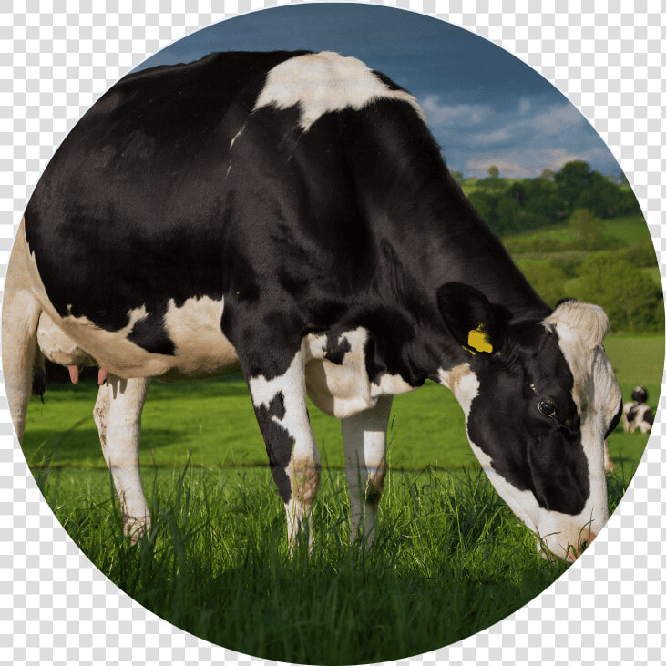 Dairy Cow Png   Dairy Cow  Transparent PngTransparent PNG