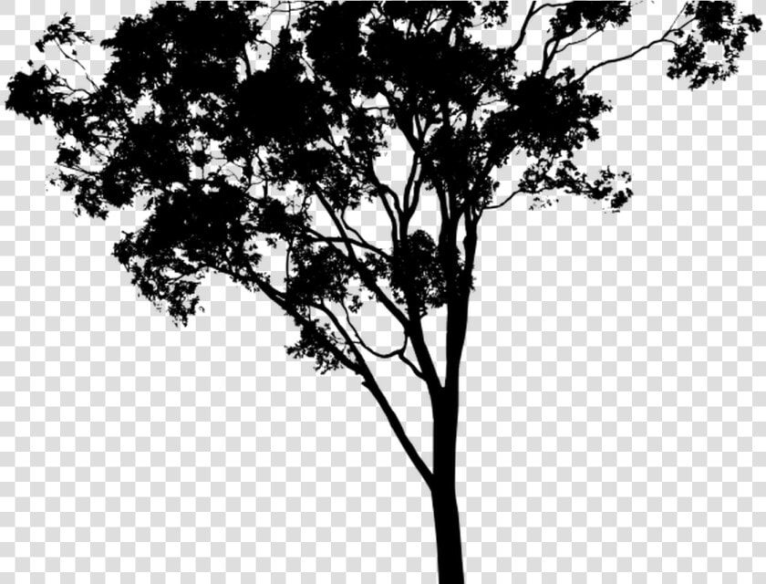 19 Hipster Vector Tree Huge Freebie Download For Powerpoint   Eucalyptus Tree Silhouette Png  Transparent PngTransparent PNG