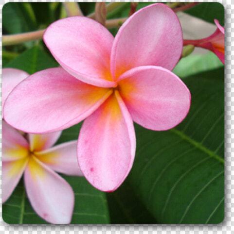 Pink Plumeria  HD Png DownloadTransparent PNG