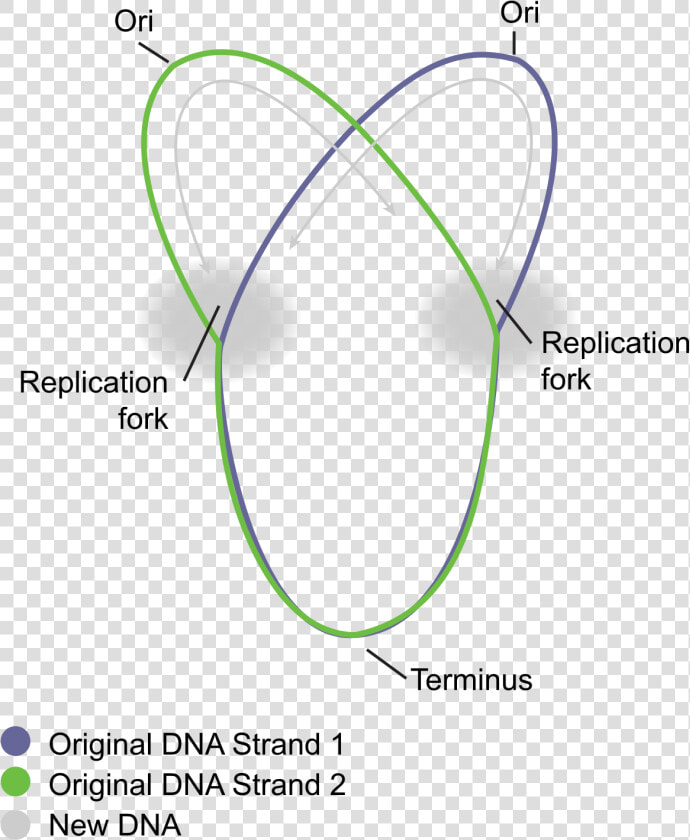 Circular Prokaryote Chromosome   Replication Of Prokaryotic Cell  HD Png DownloadTransparent PNG