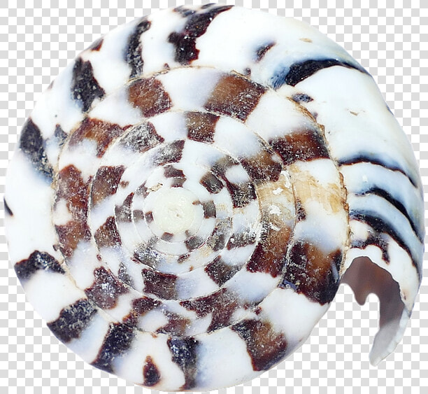 Sea  Shells  Ocean  Beach  Vacation  Sea Shells  Sand   Sea Shell Spirale  HD Png DownloadTransparent PNG