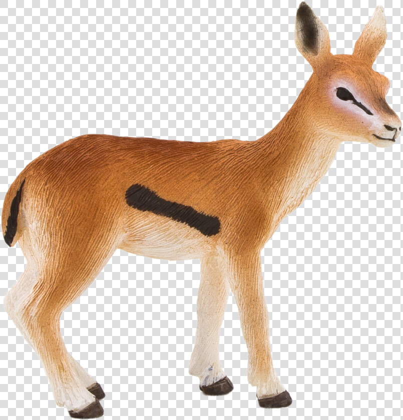 Com Lion Antelope Cheetah   Gazelle Transparent Background  HD Png DownloadTransparent PNG