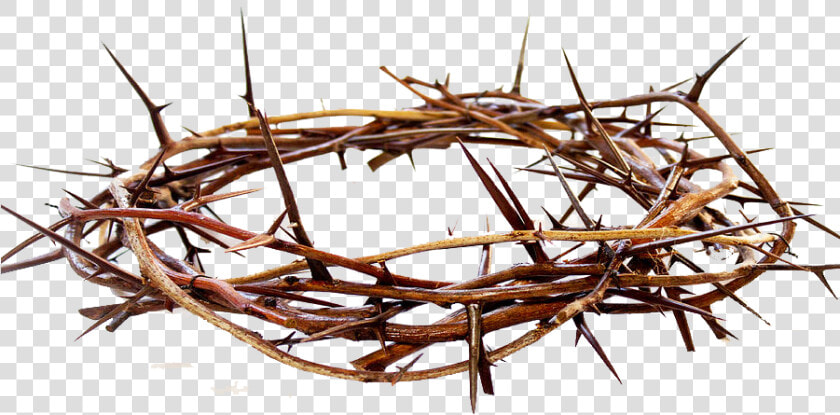 Crown Of Thorns Png Free Pic   Crown Of Thorns Png  Transparent PngTransparent PNG