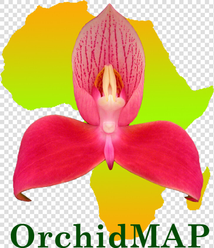 Cypripedium  HD Png DownloadTransparent PNG