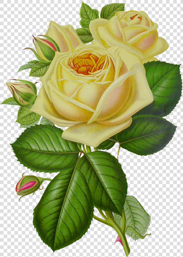 White Roses Png Free Download   Yellow Vintage Flowers Png  Transparent PngTransparent PNG