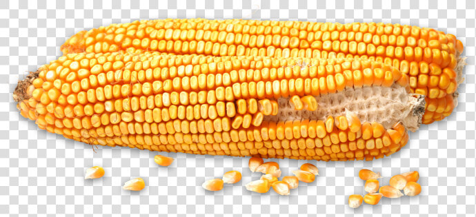 Corn Kernels  HD Png DownloadTransparent PNG