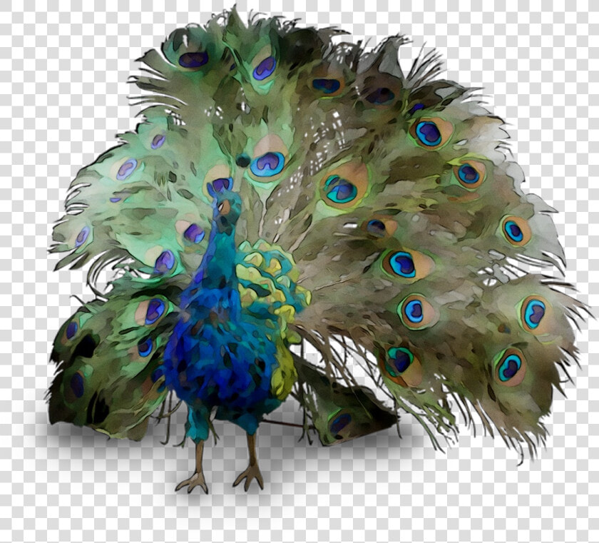 Peafowl Feather Beak Free Download Png Hd Clipart  Transparent PngTransparent PNG