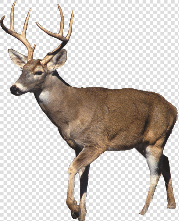 White Tailed Deer White Background  HD Png DownloadTransparent PNG