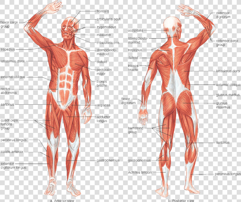 Muscular   Muscle System In Human Body  HD Png DownloadTransparent PNG