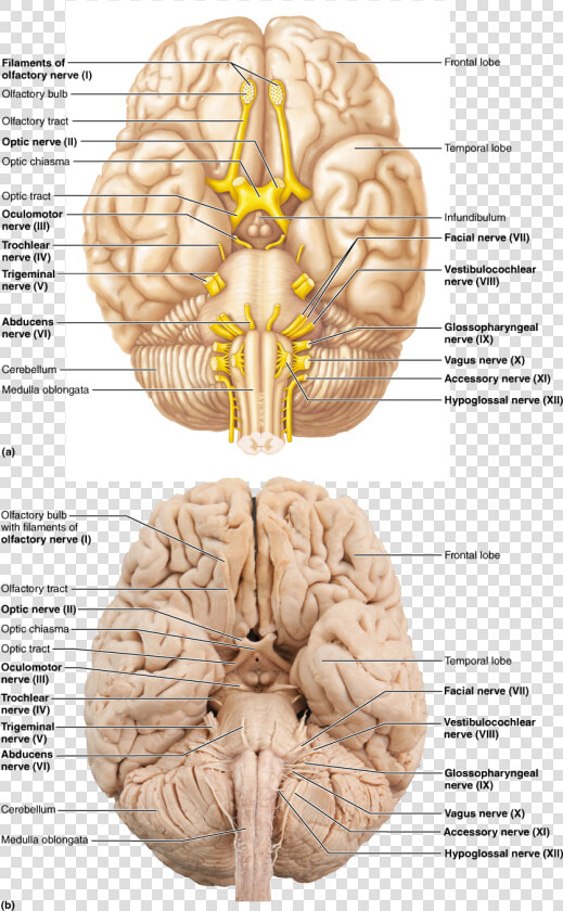 Olfactory Bulb Optic Nerve   Png Download  Transparent PngTransparent PNG