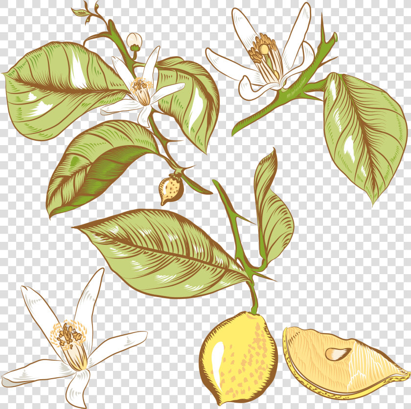 Lemon Flower Drawing Royalty   Lemon Flower Drawing  HD Png DownloadTransparent PNG