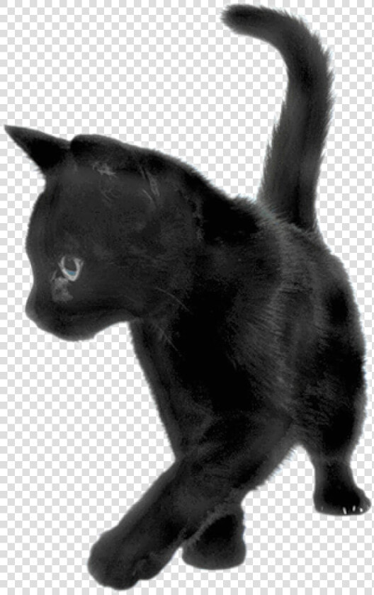 Playing Black Cat   Black Kitten Transparent Background  HD Png DownloadTransparent PNG