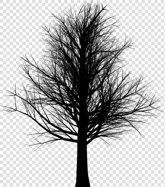 Tall Leafless Black Tree  HD Png DownloadTransparent PNG