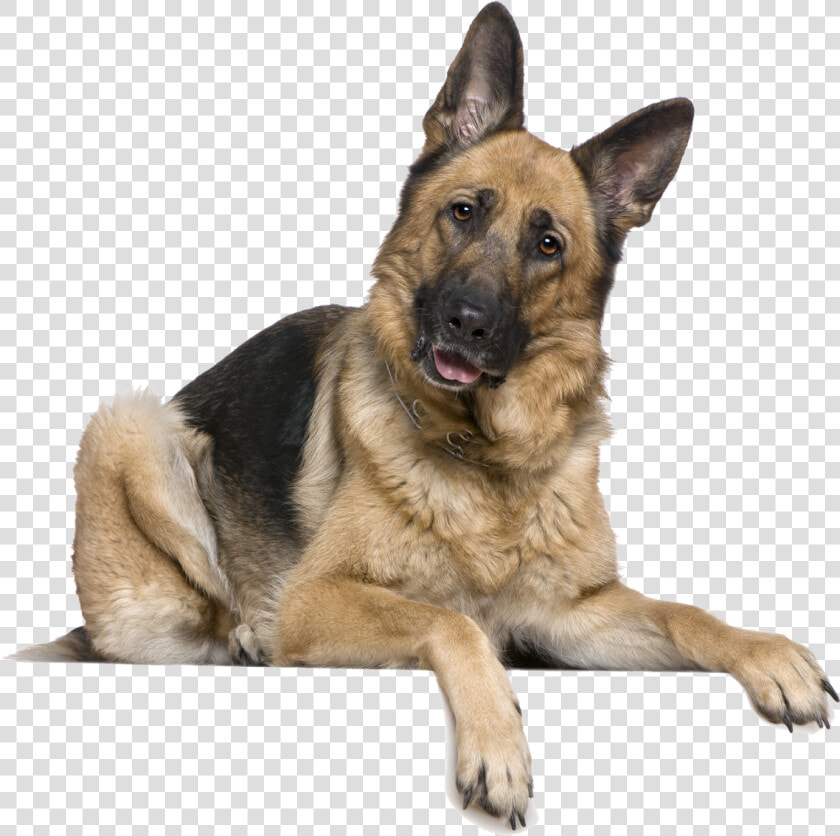 German Shepherd Dog   Transparent Cartoons   German Shepherd Png  Png DownloadTransparent PNG