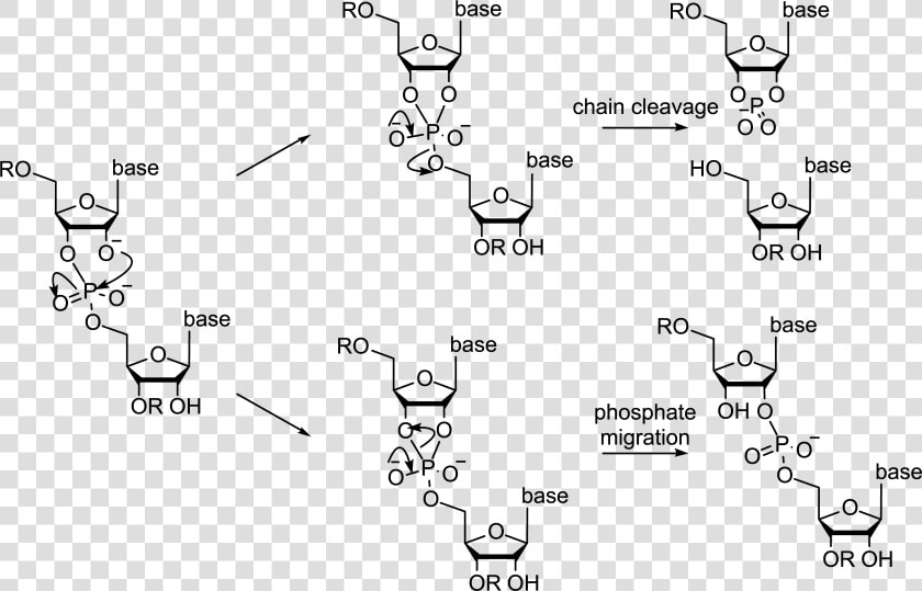 3 Phosphate Rna  HD Png DownloadTransparent PNG