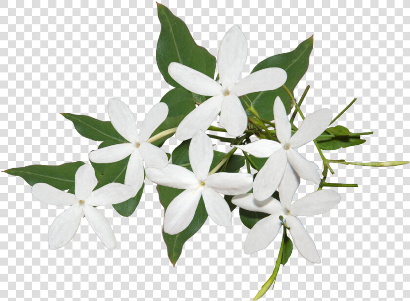 Best Jasmine Flower Png Ideas   Transparent Background Jasmine Flower Png  Png DownloadTransparent PNG