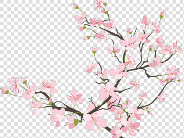 Transparent Cherry Blossom Branch Clipart   Japanese Cherry Blossom Transparent  HD Png DownloadTransparent PNG