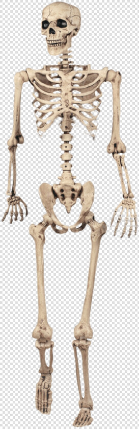 Full Skeleton Model   Grade 5 Skeletal System  HD Png DownloadTransparent PNG