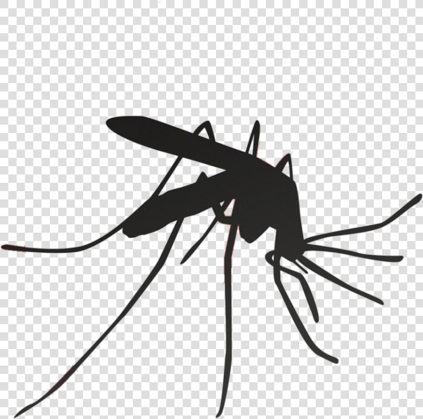 Mosquito Household Insect Repellents Pest Control   Malaria Mosquito  HD Png DownloadTransparent PNG