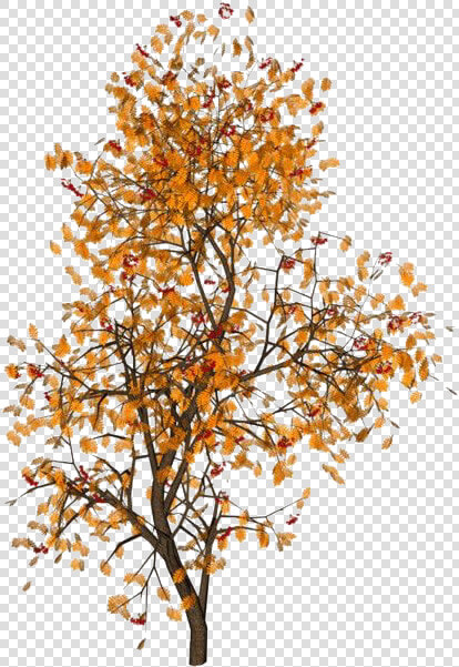  moodboard  niche  filler  aesthetic  png  polyvorepng   Fall Leaves Aesthetic Png  Transparent PngTransparent PNG