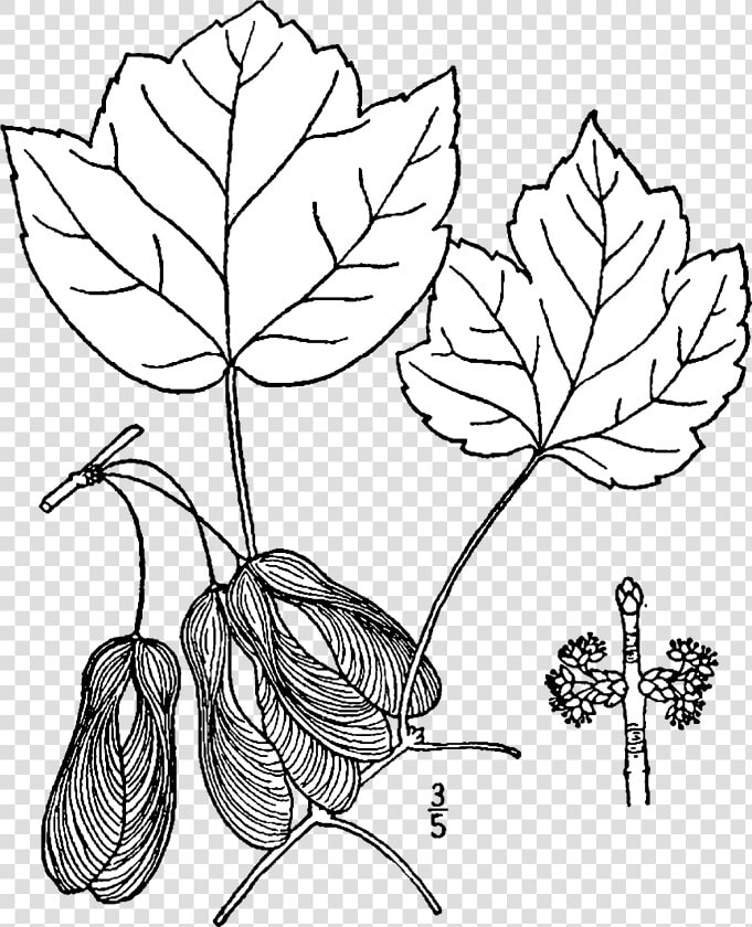 Acer Rubrum Trilobum Drawing   Acer Rubrum Botanical Drawing  HD Png DownloadTransparent PNG